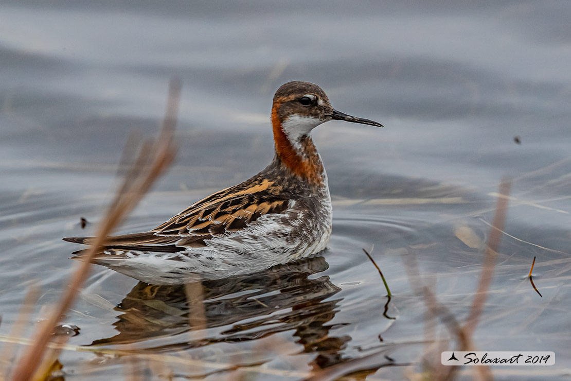 Phalaropus lobatus - Falaropo beccosottile - Red-necked phalarope