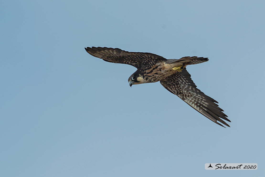 Falco eleonorae: Falco della Regina; Eleonora's falcon