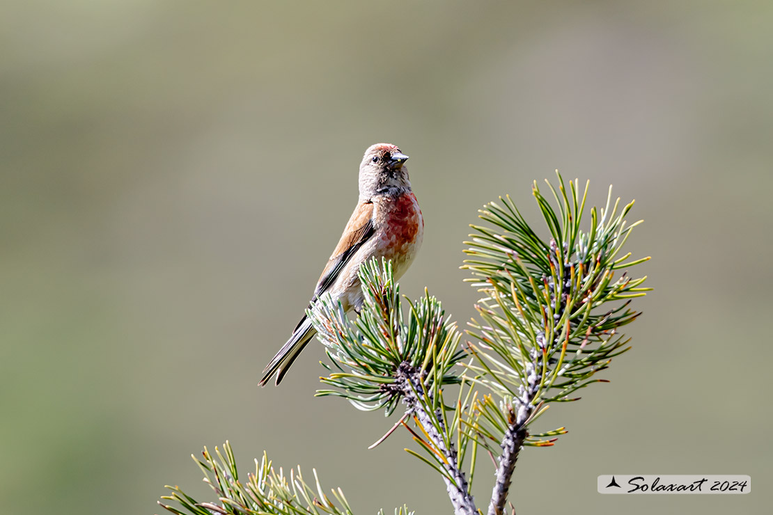 Linaria cannabina :  Fanello (maschio) ;  Common linnet (male)