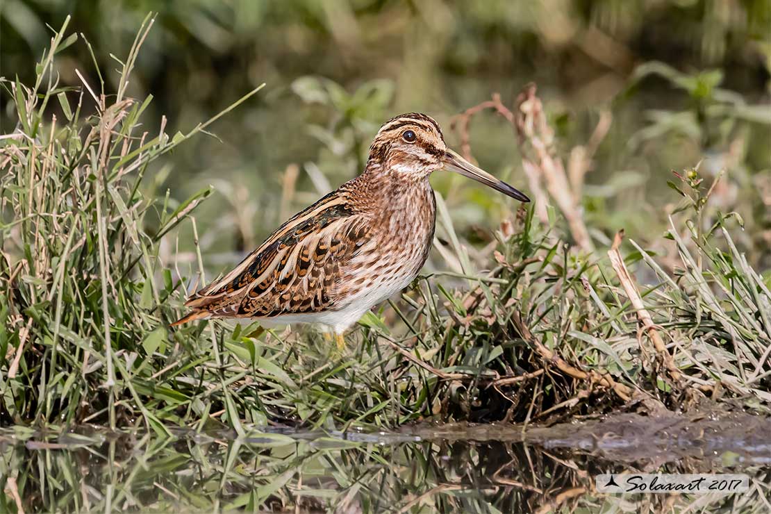 Lymnocryptes minimus: Frullino; Jack snipe