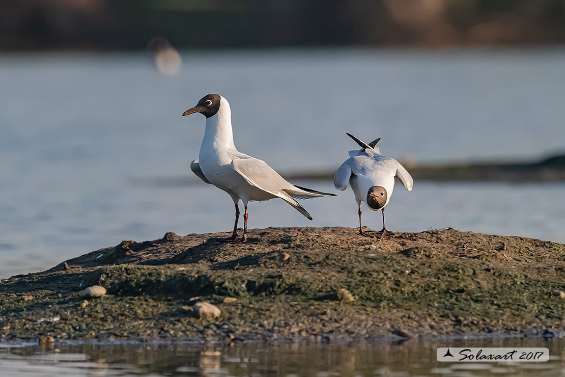 Chroicocephalus ridibundus: Gabbiano comune (Adulto in abito nuziale); Black-headed gull (Adult breeding plumage)