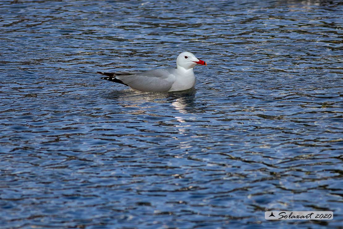 Ichthyaetus audouinii: Gabbiano corso; Audouin's gull