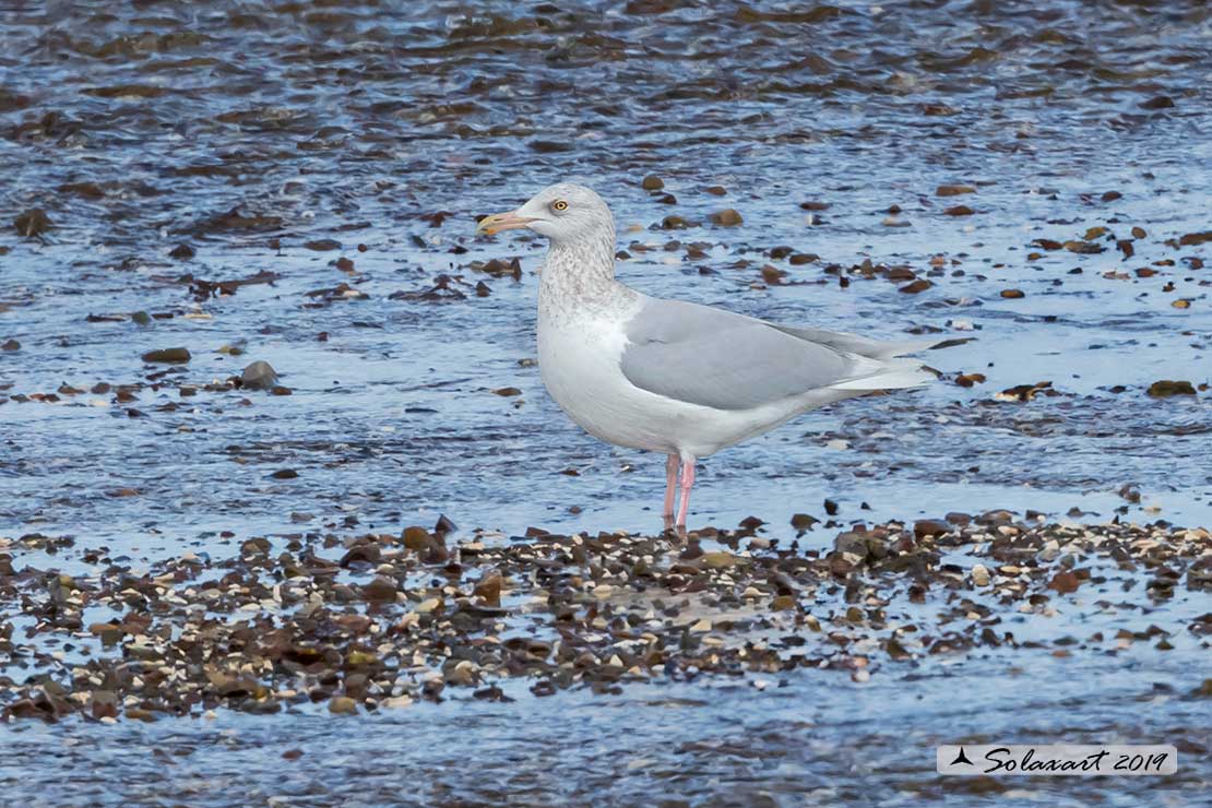 Larus hyperboreus - Gabbiano glauco - Glaucous gull