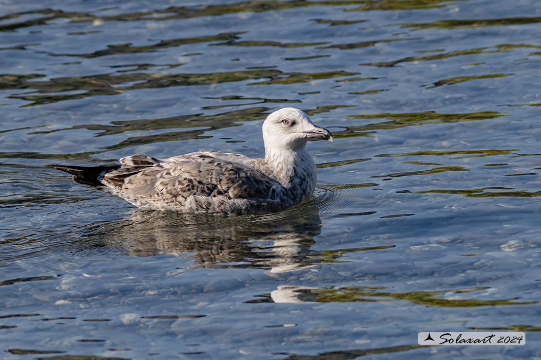 Larus michahellis: Gabbiano reale mediterraneo (zampegialle); Yellow-legged Gull