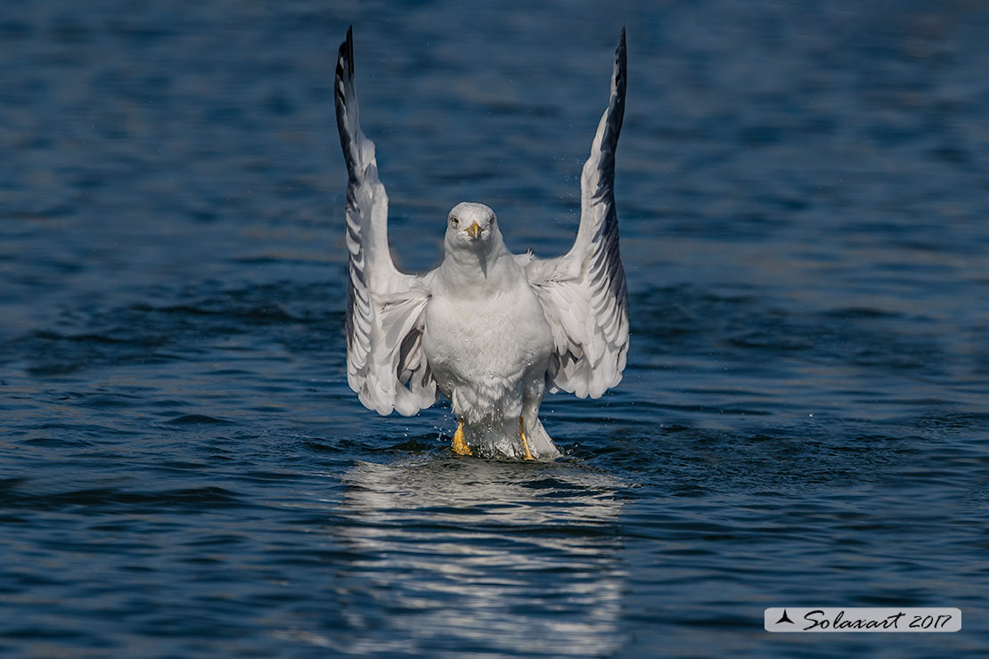 Larus michahellis: Gabbiano reale mediterraneo (zampegialle); Yellow-legged Gull