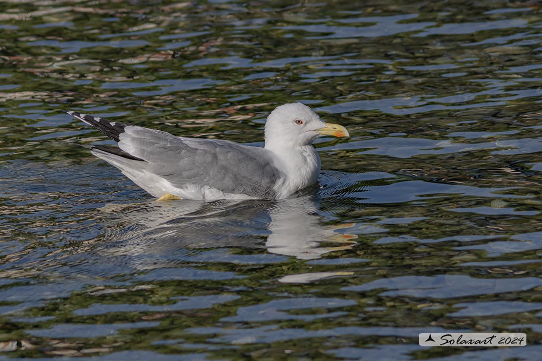 Larus michahellis: Gabbiano reale mediterraneo (zampegialle); Yellow-legged Gull