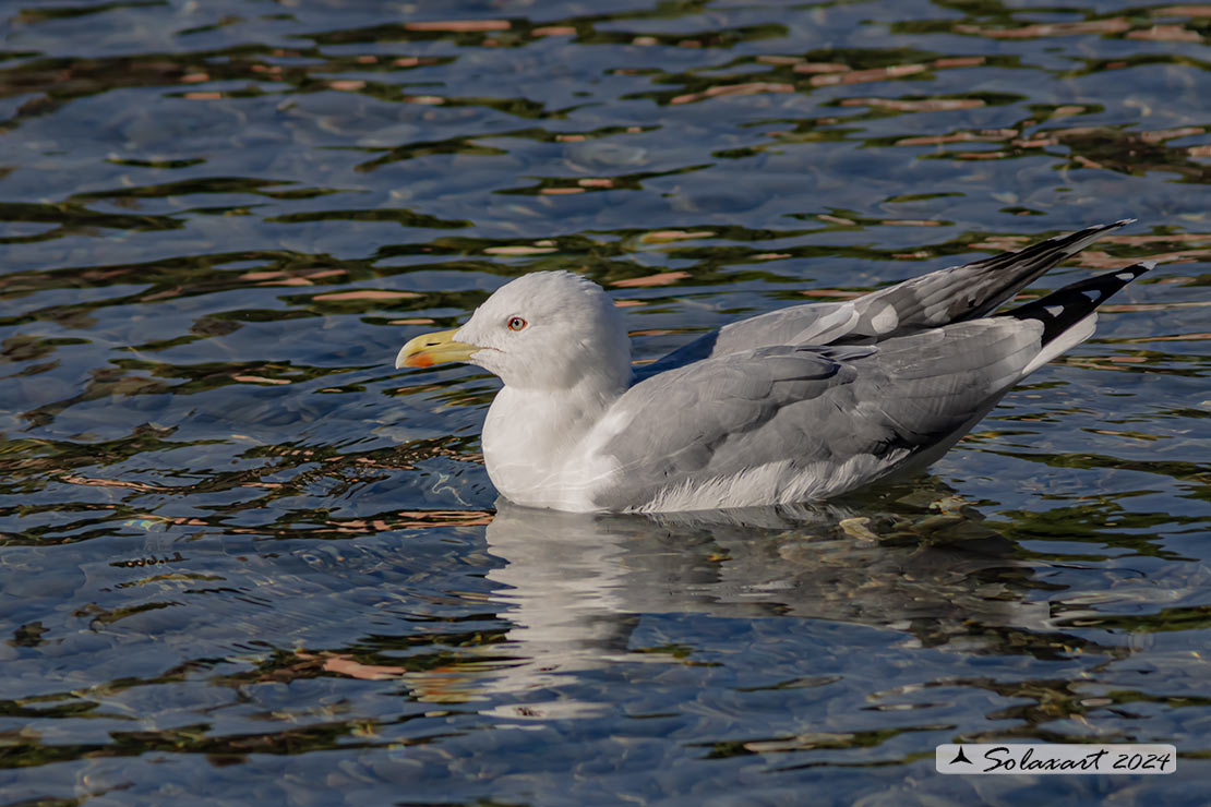 Larus michahellis: Gabbiano reale mediterraneo (zampegialle); Yellow-legged Gull