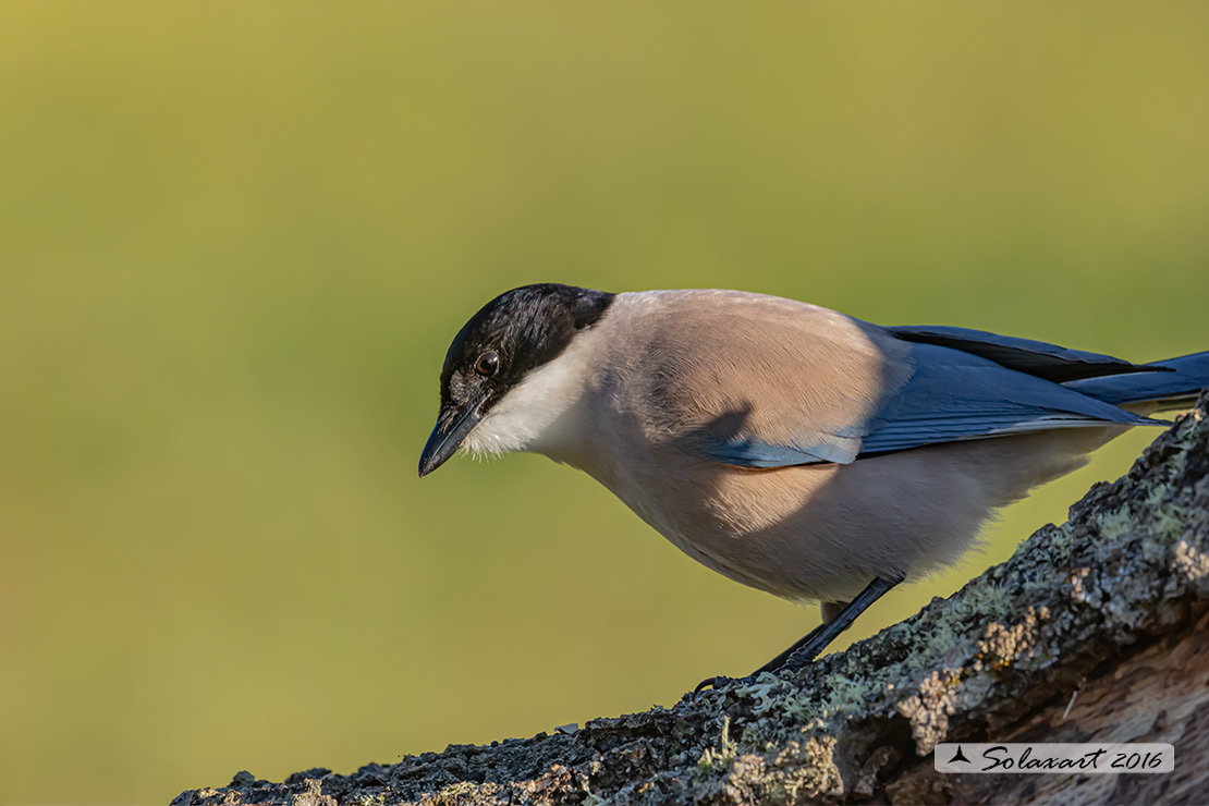 Cyanopica cyanus : Gazza azzurra Iberica ; Azure-winged (Iberian Magpie ;  Cyanopica cooki)