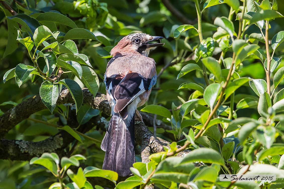 Garrulus glandarius:  Ghiandaia;  Eurasian Jay