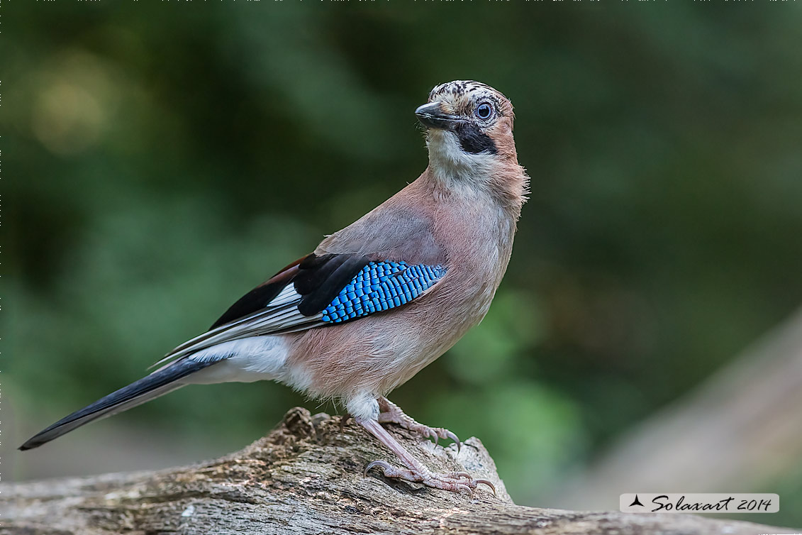 Garrulus glandarius:  Ghiandaia;  Eurasian Jay