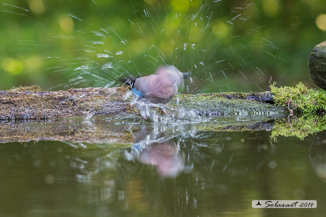 Garrulus glandarius:  Ghiandaia;  Eurasian Jay