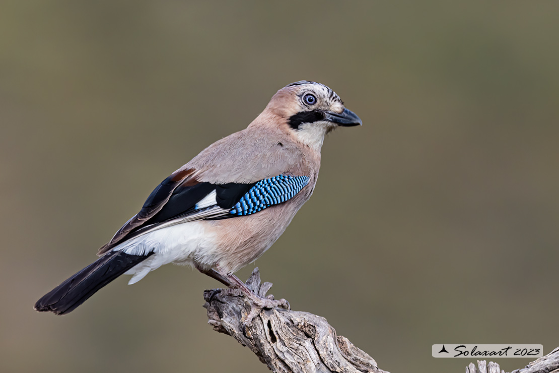 Garrulus glandarius:  Ghiandaia;  Eurasian Jay