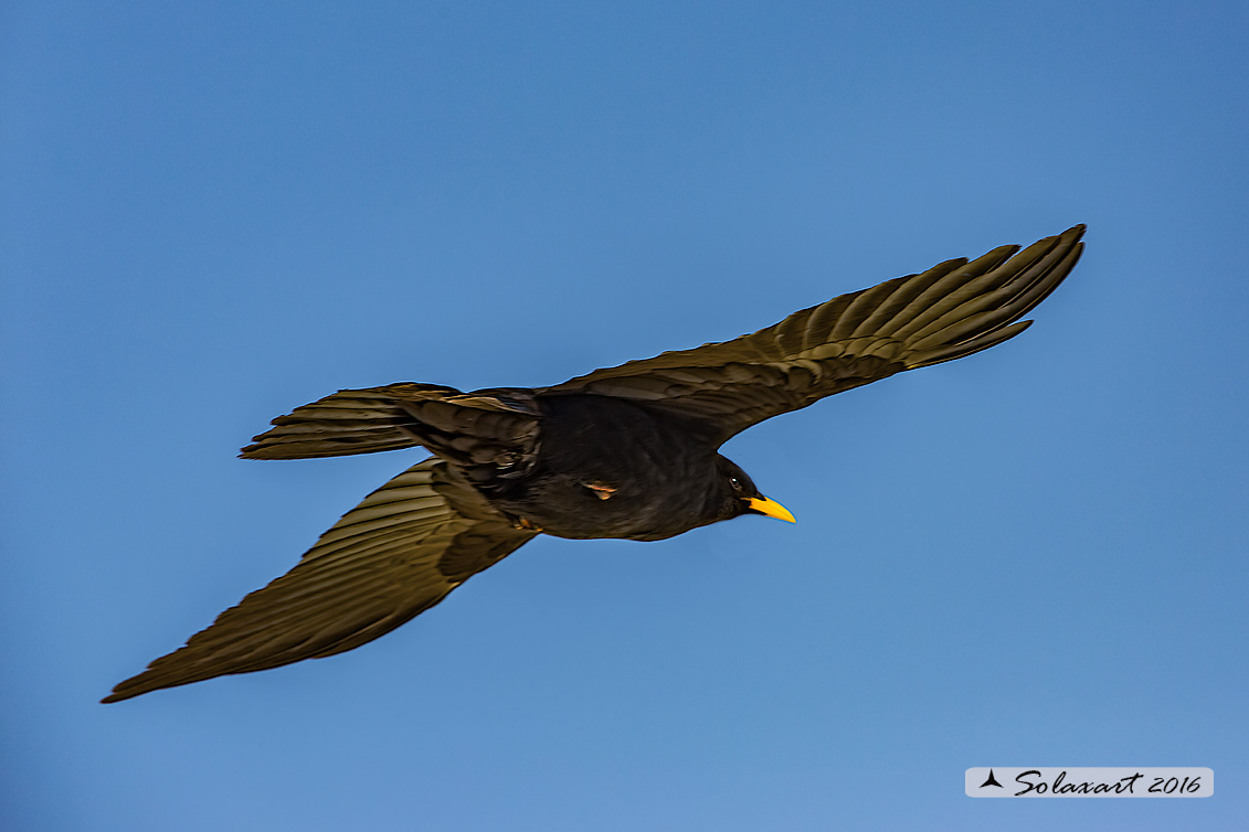 Pyrrhocorax graculus: Gracchio alpino; Alpine chough