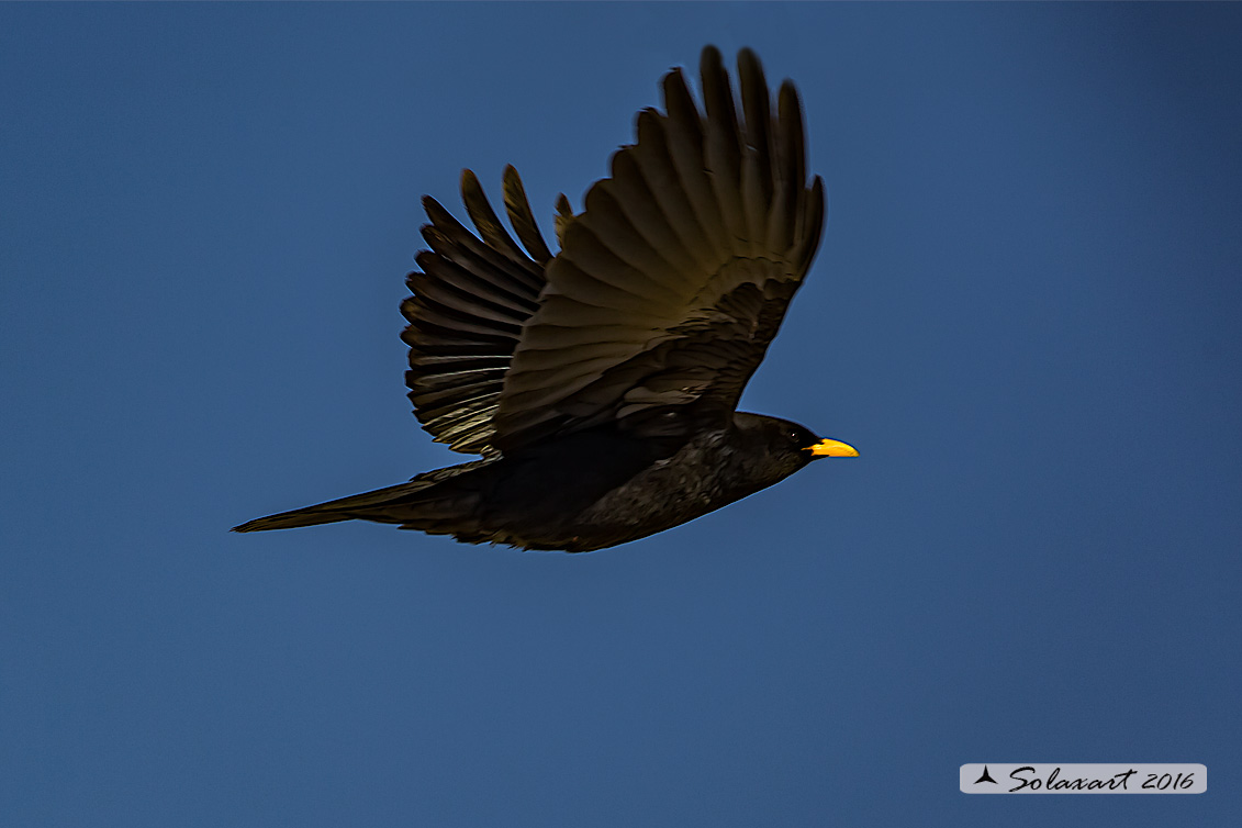 Pyrrhocorax graculus: Gracchio alpino; Alpine chough