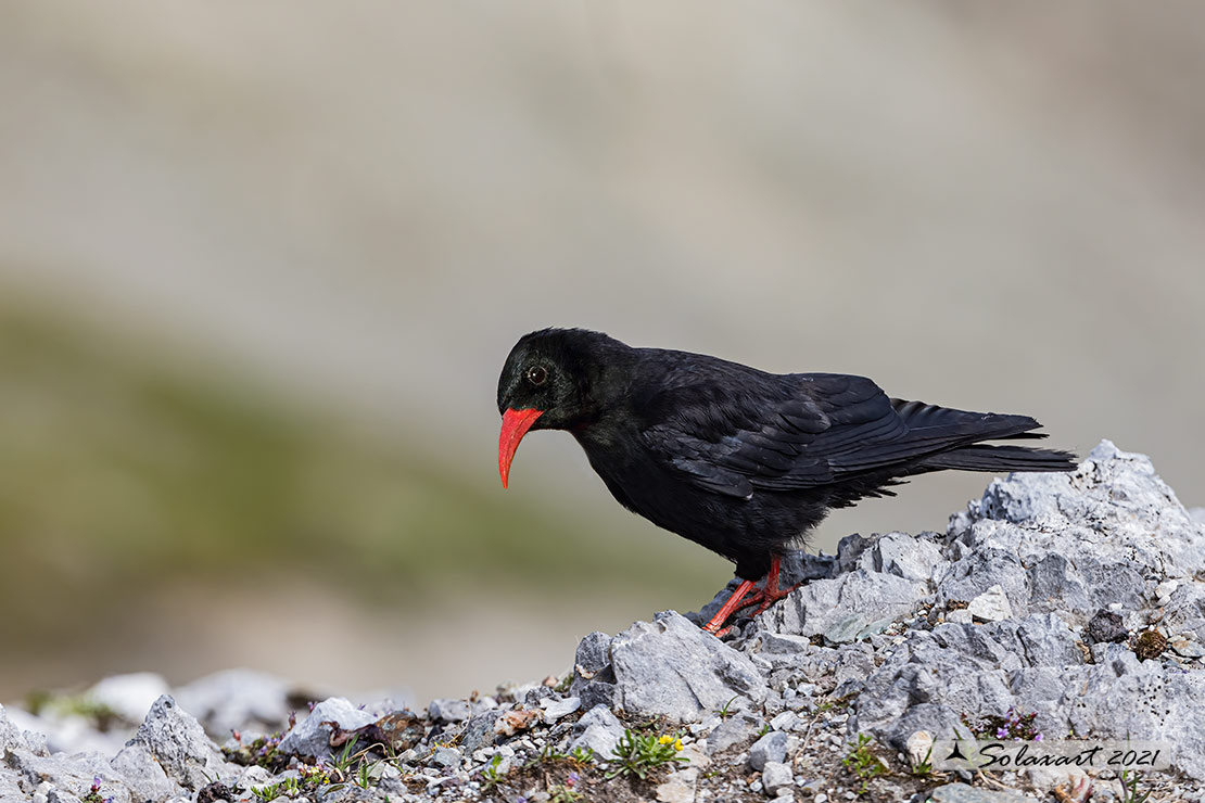 Pyrrhocorax pyrrhocorax: Gracchio corallino; Red-billed chough