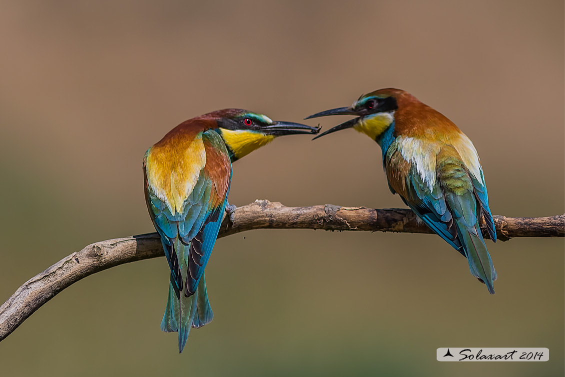 Merops apiaster:  Gruccione;   European Bee-eater