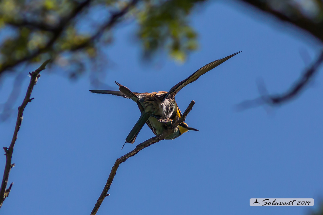 Merops apiaster  - Gruccione -  European Bee-eater