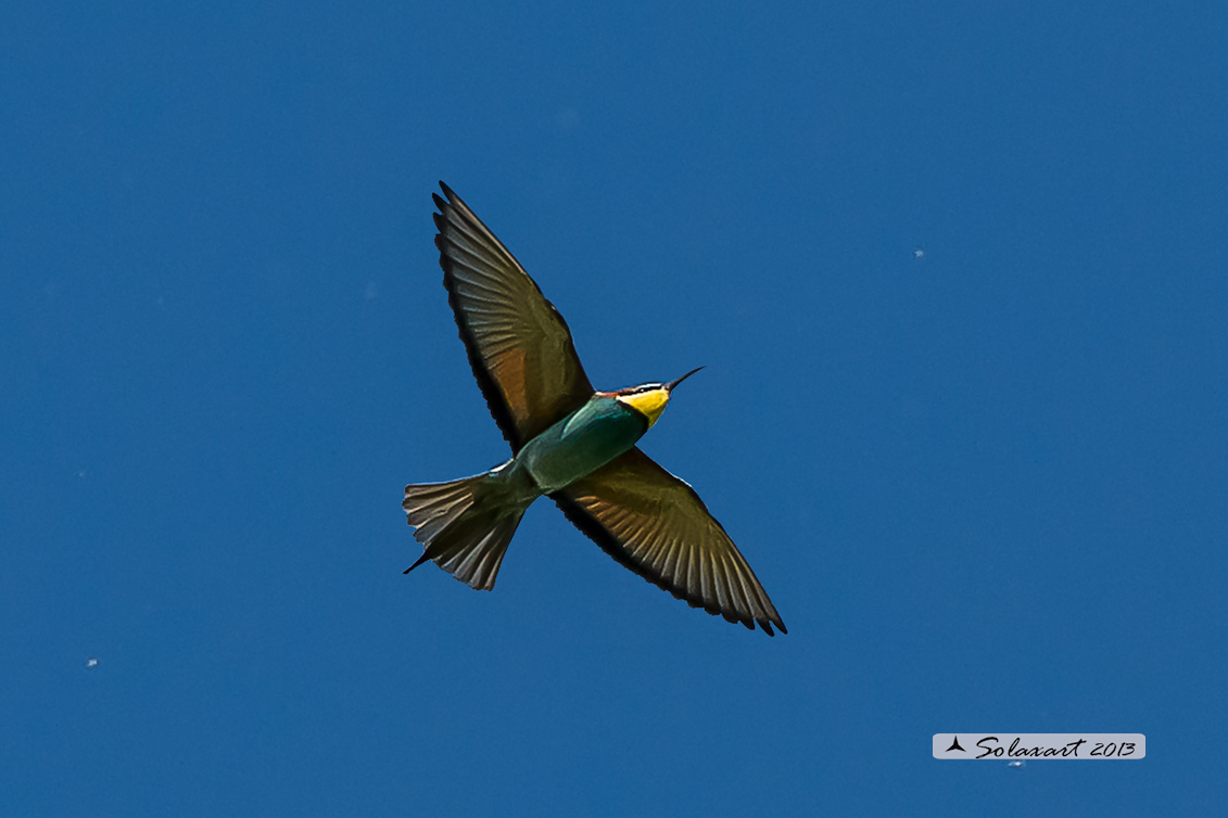 Merops apiaster - Gruccione -  European Bee-eater