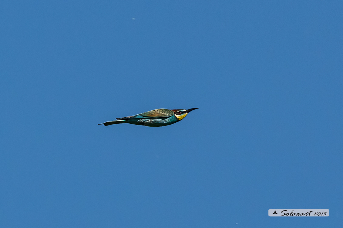 Merops apiaster - Gruccione -  European Bee-eater