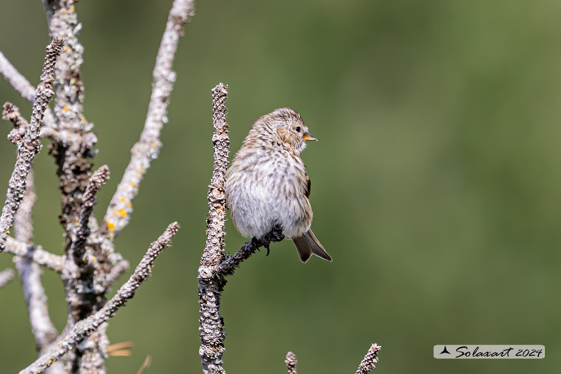 Spinus pinus:  Lucherino delle pinete; Pine Siskin