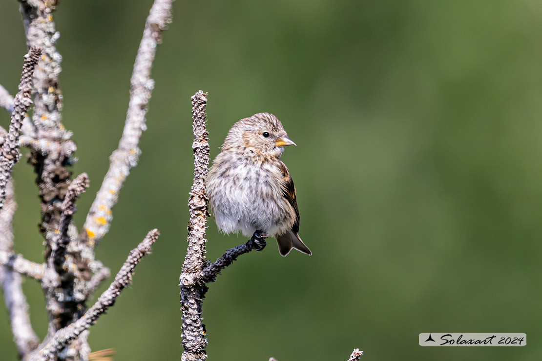 Spinus pinus:  Lucherino delle pinete; Pine Siskin