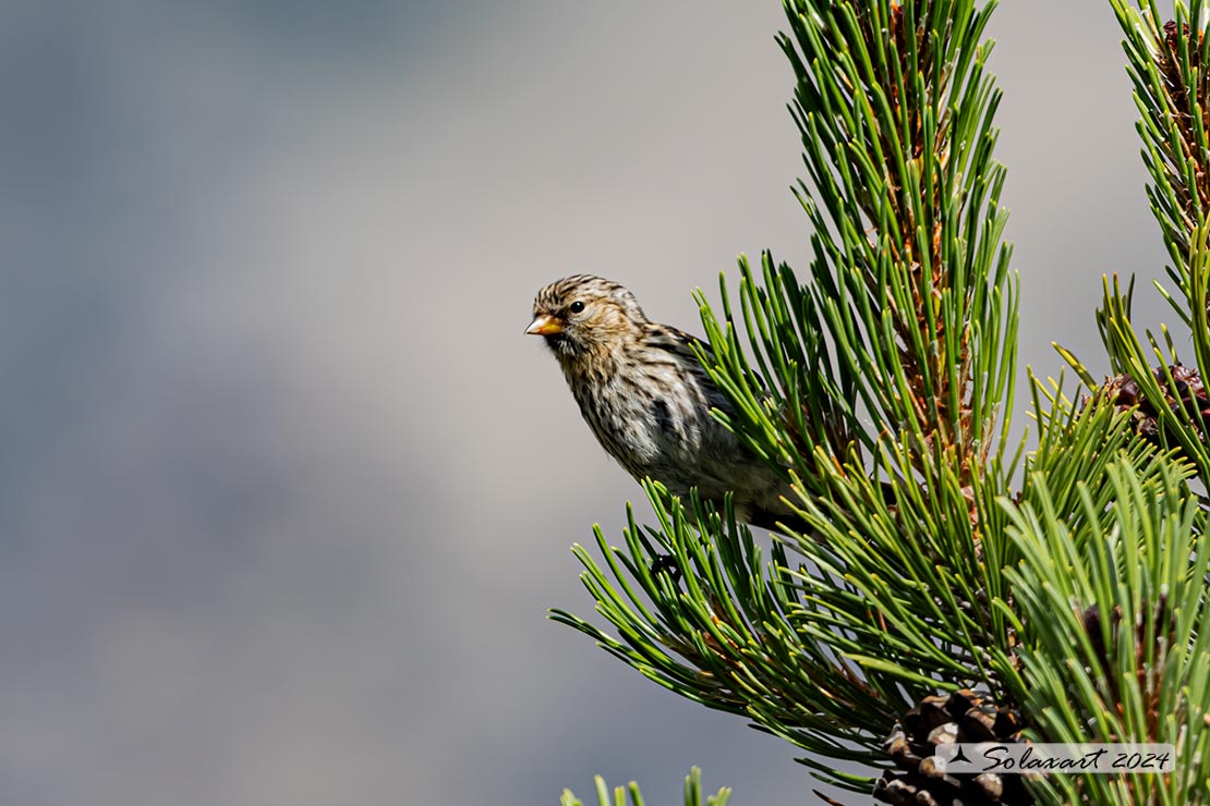 Spinus pinus:  Lucherino delle pinete; Pine Siskin