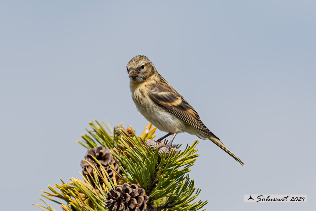 Spinus pinus:  Lucherino delle pinete; Pine Siskin