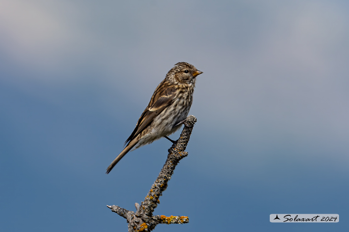 Spinus pinus:  Lucherino delle pinete; Pine Siskin