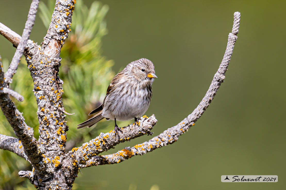 Spinus pinus:  Lucherino delle pinete; Pine Siskin