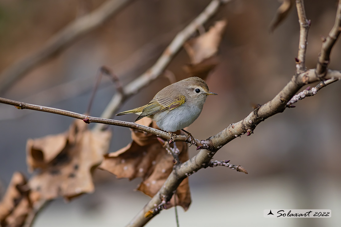 Phylloscopus bonelli - Luì bianco - Western Bonelli's warbler