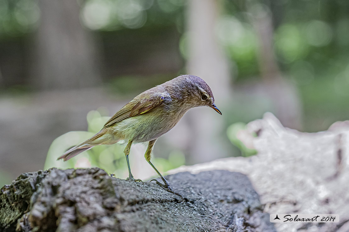 Phylloscopus sibilatrix : Luì verde ; Wood Warbler