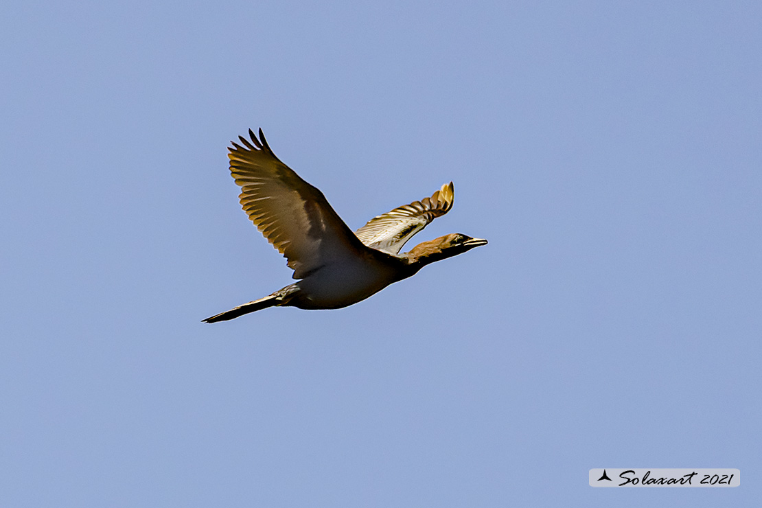 Microcarbo pygmeus: Marangone minore; Pygmy Cormorant