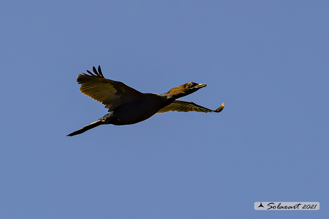 Microcarbo pygmeus: Marangone minore; Pygmy Cormorant