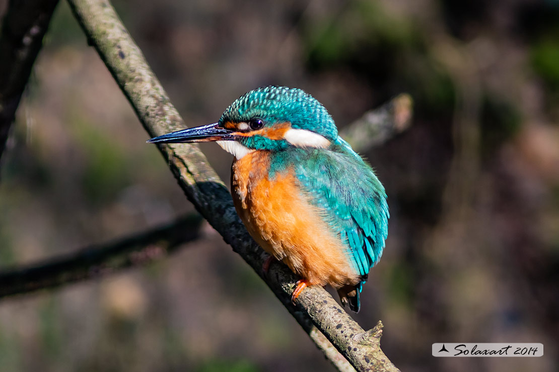 Alcedo atthis  - Martin pescatore - Common Kingfisher