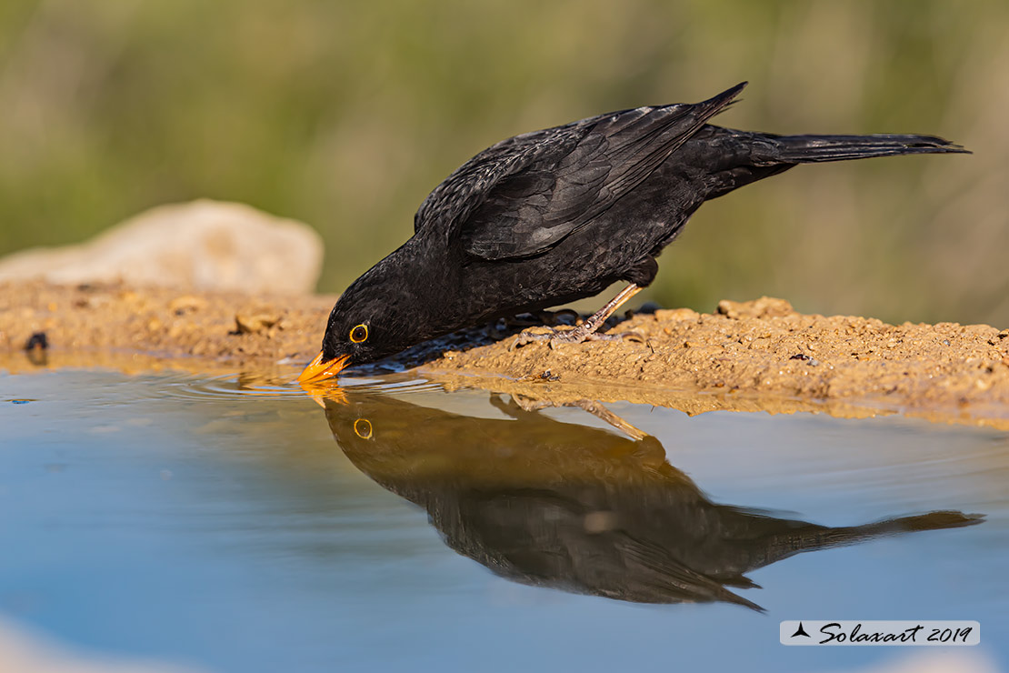 Turdus merula: Merlo (maschio);  Common Blackbird (male)