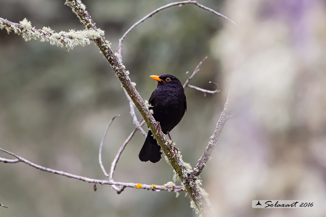 Turdus merula: Merlo (maschio);  Common Blackbird (male)