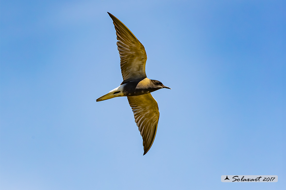 Chlidonias niger :  Mignattino comune ;   Black Tern 