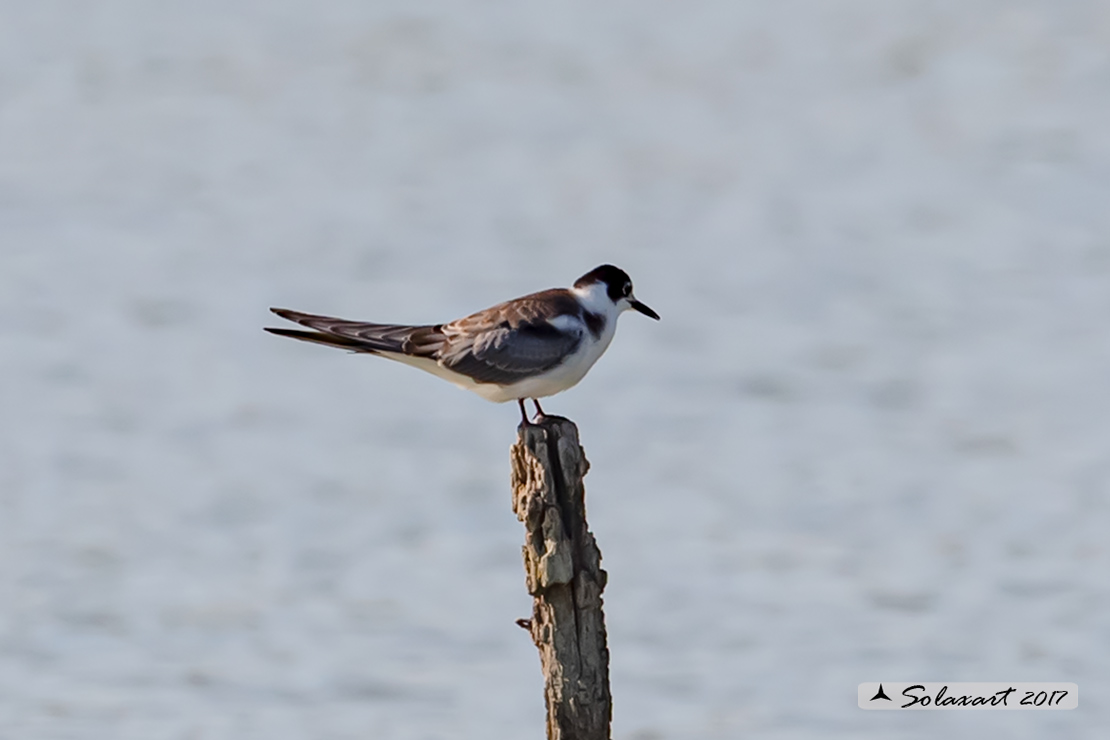 Chlidonias niger :  Mignattino comune ;   Black Tern 