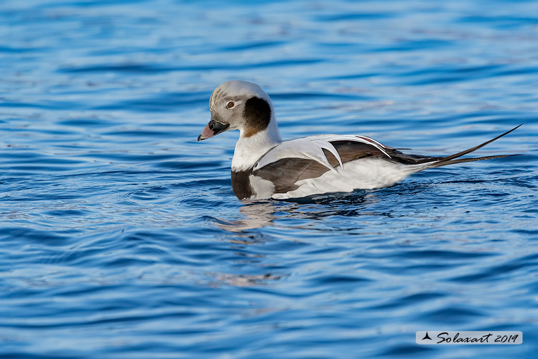 Clangula hyemalis - Moretta codona  - Long-tailed duck