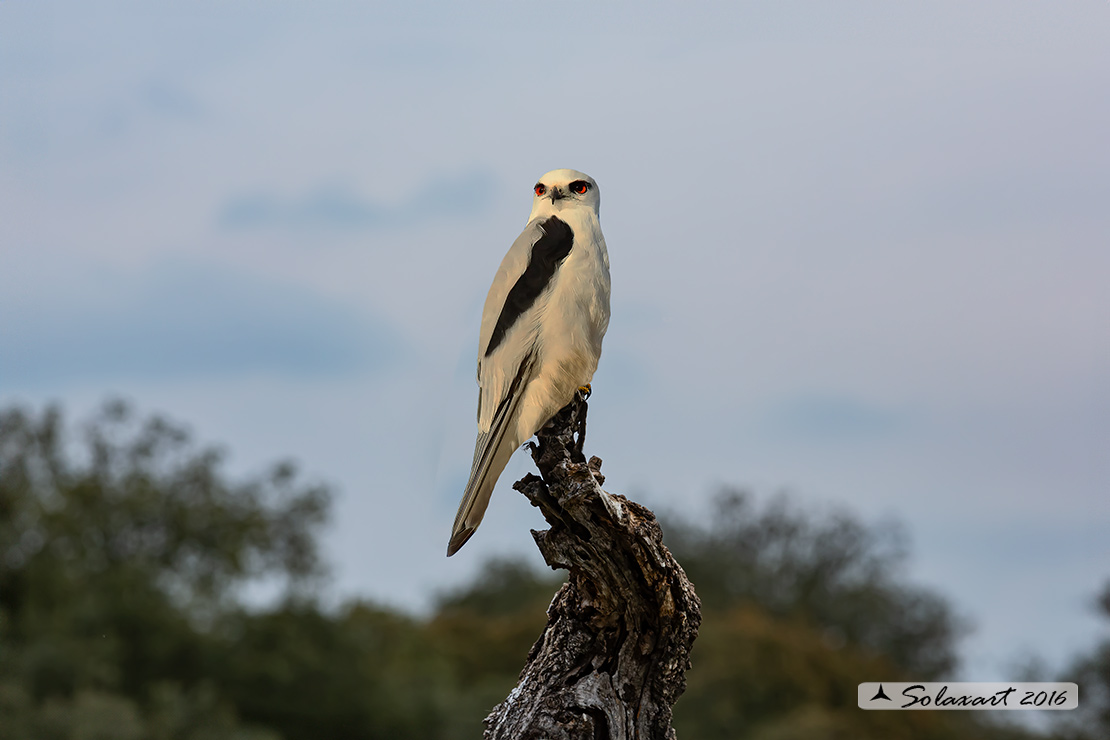 Elanus caeruleus :  Nibbio bianco ;  Black-shouldered Kite