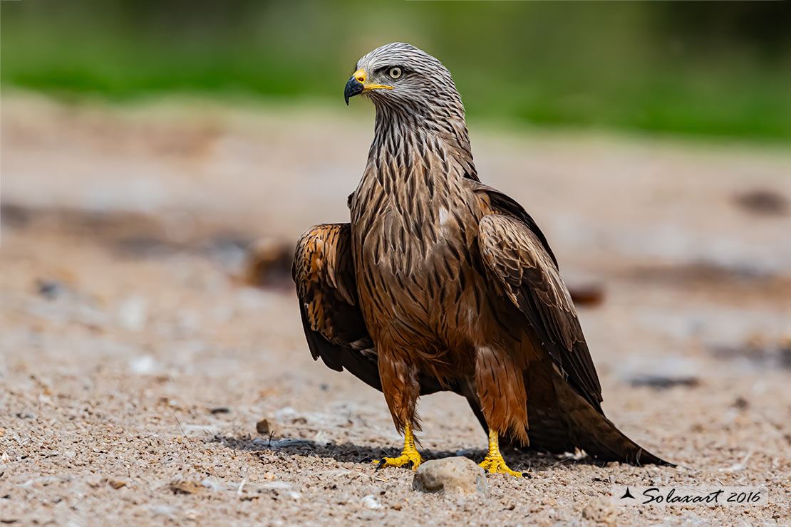 Milvus migrans :  Nibbio bruno ;  Black Kite