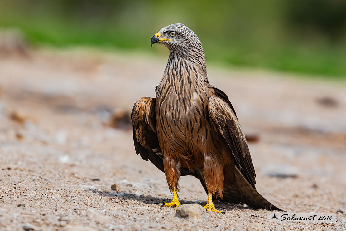 Milvus migrans :  Nibbio bruno ;  Black Kite