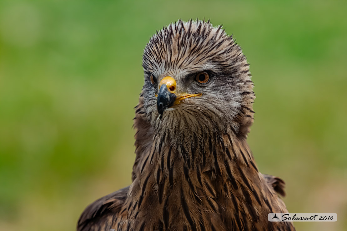 Milvus migrans :  Nibbio bruno ;  Black Kite