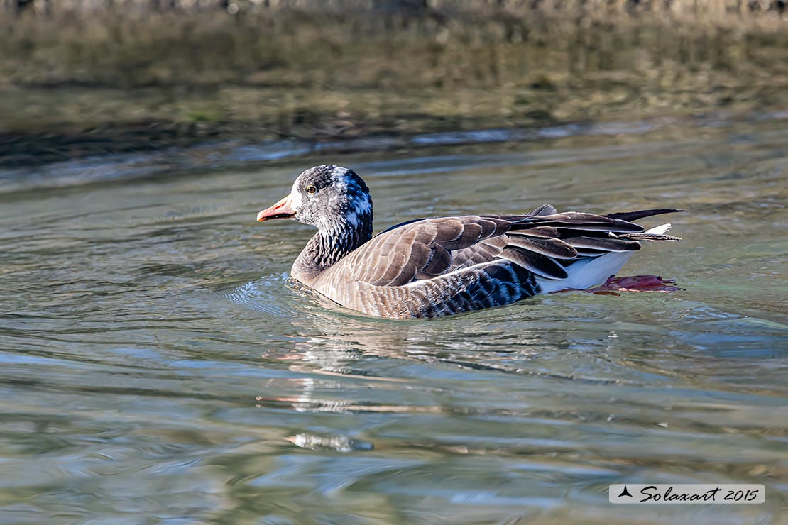 Anser erythropus - Oca lombardella minore