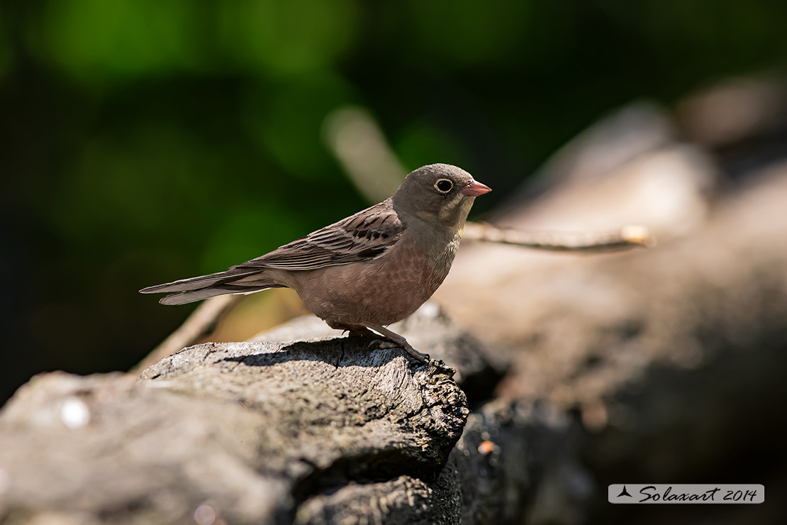 Emberiza hortulana - Ortolano - Ortolan Bunting