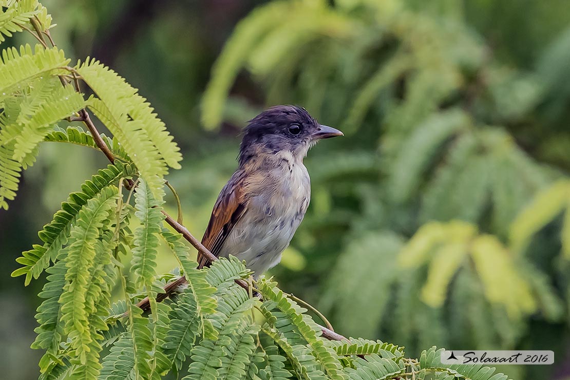 Pachyramphus aglaiae yucatanensis; Beccaio golarosata; Rose-throated Becard