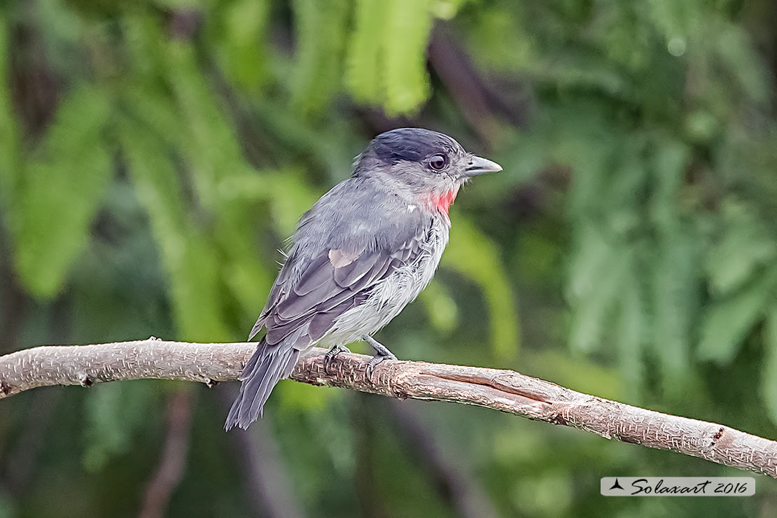 Pachyramphus aglaiae yucatanensis; Beccaio golarosata; Rose-throated Becard