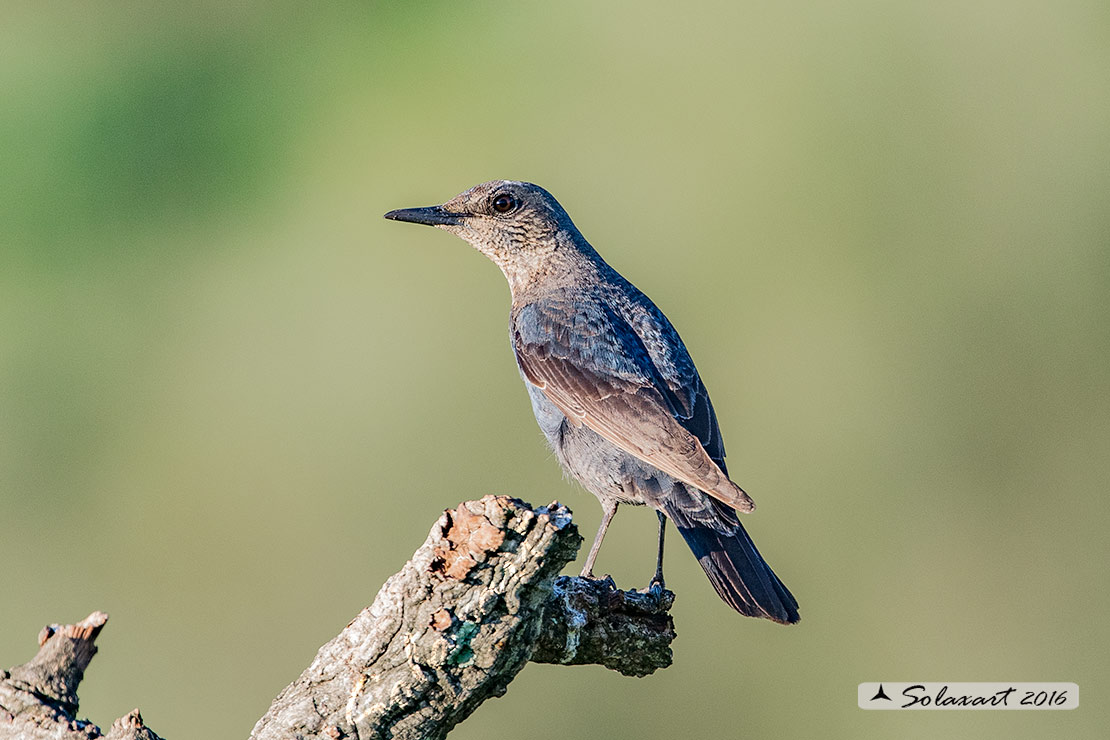 Monticola solitarius:  Passero solitario (femmina) ;  Blue rock thrush (female)