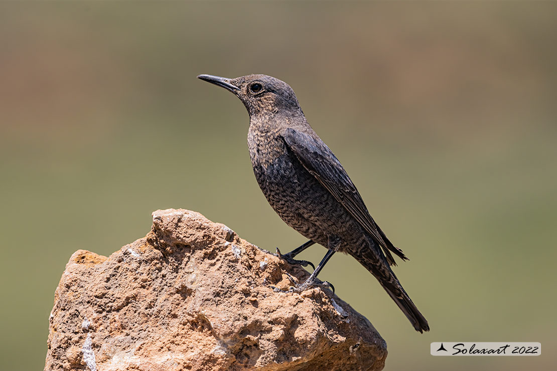 Monticola solitarius:  Passero solitario (femmina) ;  Blue rock thrush (female)