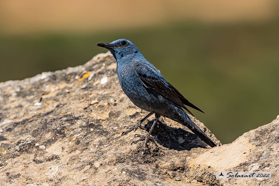 Monticola solitarius:  Passero solitario (maschio) ;  Blue rock thrush (male)